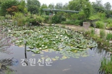 활짝 핀 연꽃 보며 더위 식혀요~