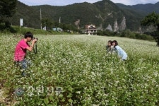 영월 목골마을 메밀꽃 구경오세요