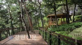 정선 비봉산 산림욕장 조성 눈길