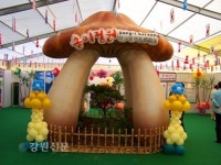 양양송이축제 3일부터 닷새간 열려