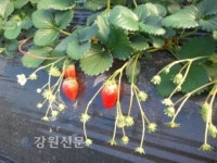 강릉 농업인 부농의 꿈 구슬땀