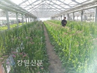 강릉 농업인 부농의 꿈 구슬땀