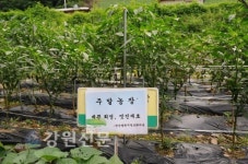 한강발원지 태백정보화마을 주말농장 운영