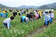 삼척 산양마을 왕마늘쫑 뽑기 체험하러 오세요