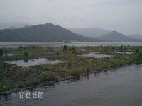 화천 파로호 인공식물섬 생태복원 가시화