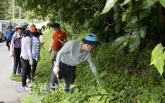 인제 민관군 합동, 외래식물 집중 제거