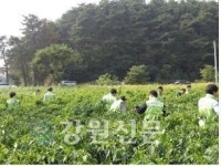농어촌公 강릉지사 농촌일손돕기 봉사활동