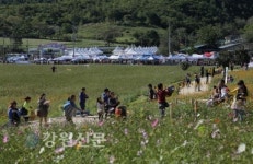 제2회 삼척왕의 코스모스 축제 성황리에 개막