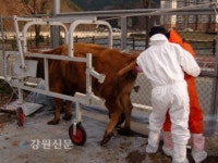 화천군, 한우 자가인공수정기술 교육