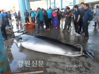 동해 망상해변 동방 1마일 해상서 밍크고래 혼획