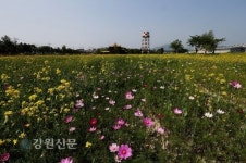 춘천시, 캠프페이지 전체가 노랗게 물들었다