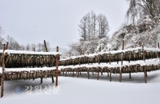 겨울 힐링여행 황태명품덕장길 트래킹 하세요