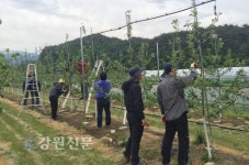 정선군청 기획감사실, 농촌일손돕기