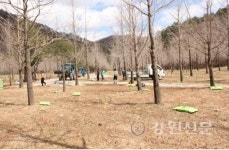 홍천군 광원1리 청장년회, 은행나무 숲 비료 살포