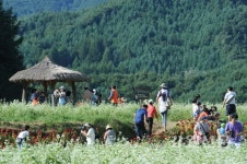 메밀꽃 필 무렵 2016 평창효석문화제 2일 개막