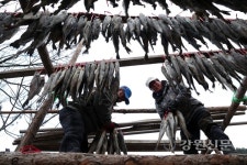 인제 북면 용대리마을, 첫 명태 덕걸이 한창