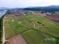 춘천 서면 신매리, 메밀꽃밭 6월초부터 만개