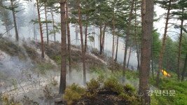 태백국유림, 산불피해지 복구  현장토론회 개최