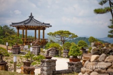 양구 DMZ야생화분재원, 분재교실 운영