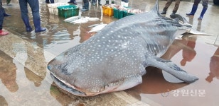 동해해경, 그물에 걸린 고래상어 바다로 돌려보내