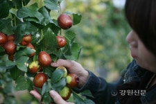 춘천시농업기술센터, 전략작목 대추 육성