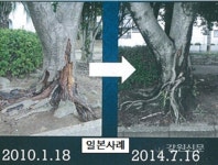 강릉시, 경포로 벚나무 노거목 집중 관리