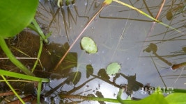 강릉시, 순포습지 준공식 개최