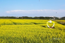 강릉시, 경포 생태저류지 유채꽃밭에서 추억을 만드세요