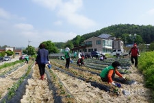 원주 호저면 새마을회, 유휴지 농산물 재배