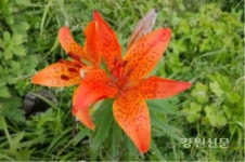 (주)아워홈한라시멘트광산식당 | 원주환경청,석회석 광산지역 멸종위기 야생식물 식재
