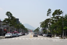 평창읍 군청길, 소나무 가로수 경관사업 완료