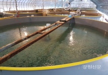 동해해경청, 수산종자 방류사업 보조금 편취사범 검거