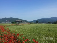 춘천 신매리 강변 메밀밭 만개