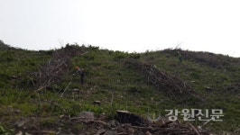 삼척국유림, 조림지 858.5㏊ 풀베기 사업 본격 추진