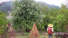 태백 황부자 며느리 친정가는 둘레길 명품길 조성사업 선정!