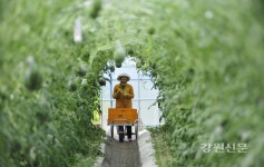 화천군, 애플수박 900여개 첫 수확