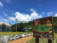 철원 사곡1리, 마을공터 해바라기 꽃밭 조성