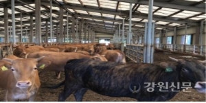 강원도, 토종 칡소 보존 전수조사 실시