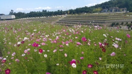 동해시, 하늘정원 일원 코스모스 만개