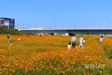 양양군, 남대천 둔치 황하코스모스 군락지 인기