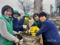원주 문막읍 새마을부녀회, 국화꽃 식재