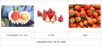 당도 높고, 크기도 큰 딸기 나온다