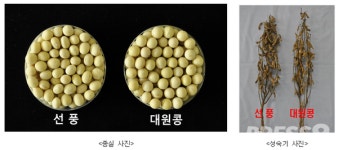수량 많고 기계수확 쉬운 콩, 선풍·대찬 인기 높아