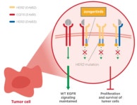 베링거 존거티닙 美 승인…보로노이 VRN07, VRN10 경쟁 구도에 먹구름