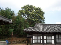 창원의 집에 수령 500년 된 음나무