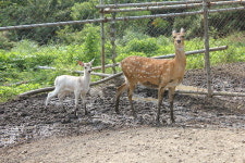 밀양 삼랑진에 진귀한 ‘흰 꽃사슴’ 탄생