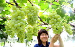 청포도 익어가는 시절