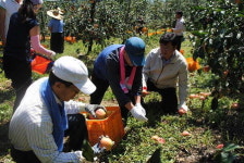 도내 곳곳 태풍 피해 복구 ‘구슬땀’