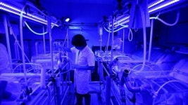 민물장어 대량양식 길 열렸다