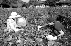 산청 목면시배유지 목화솜 수확  ‘한창’